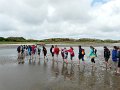 Gaensemarsch ins Schlickwatt